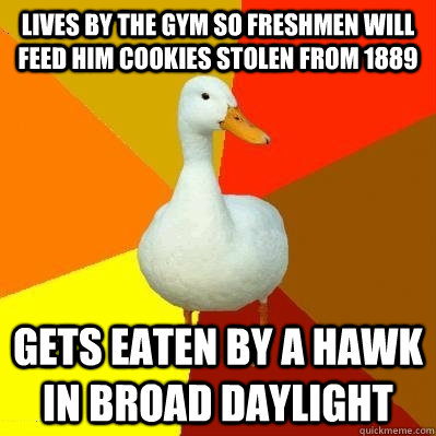 Lives by the gym so freshmen will feed him cookies stolen from 1889 Gets eaten by a hawk in broad daylight  Tech Impaired Duck