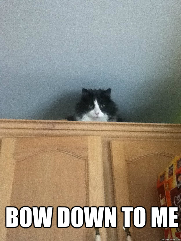 BOW DOWN TO ME Overpowering Cat quickmeme
