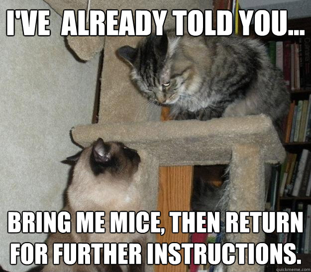 I've  already told you... Bring me mice, then return for further instructions.  Battle Cats