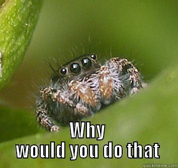 Kill me? -  WHY WOULD YOU DO THAT Misunderstood Spider