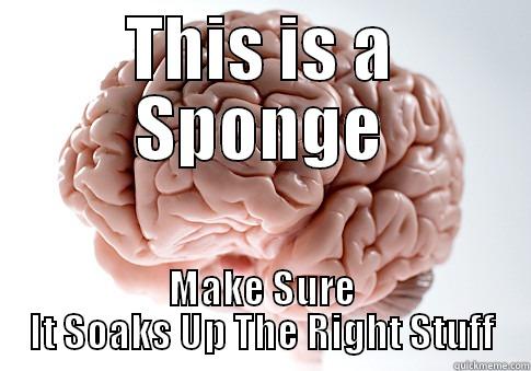 THIS IS A SPONGE MAKE SURE IT SOAKS UP THE RIGHT STUFF Scumbag Brain