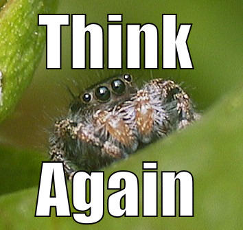 THINK  AGAIN  Misunderstood Spider