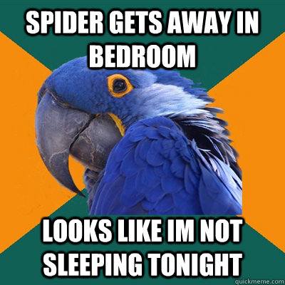 spider gets away in bedroom looks like im not sleeping tonight - spider gets away in bedroom looks like im not sleeping tonight  Paranoid Parrot