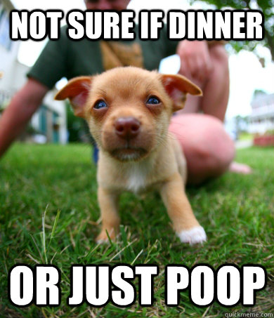 not sure if dinner or just poop  