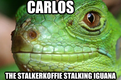 Carlos the stalkerkoffie stalking Iguana - Carlos the stalkerkoffie stalking Iguana  Angry Iguana