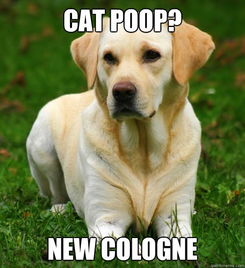 Cat poop? New cologne  Dog Logic