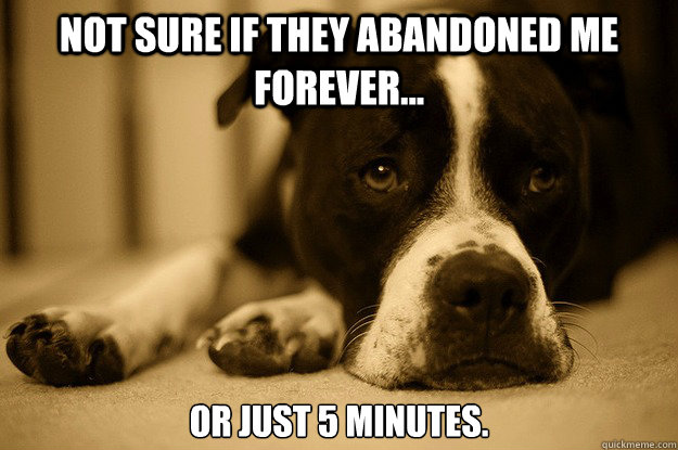 Not sure if they abandoned me forever... or just 5 minutes. - Not sure if they abandoned me forever... or just 5 minutes.  First world problems dog