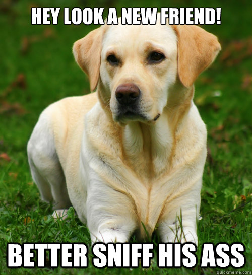 Hey look a new friend! better sniff his ass  Dog Logic