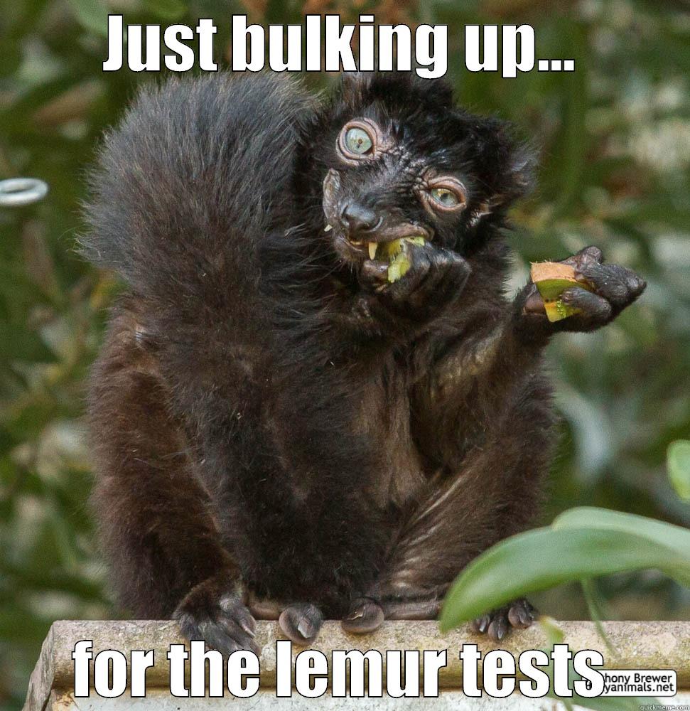 Lemur test - JUST BULKING UP... FOR THE LEMUR TESTS Misc