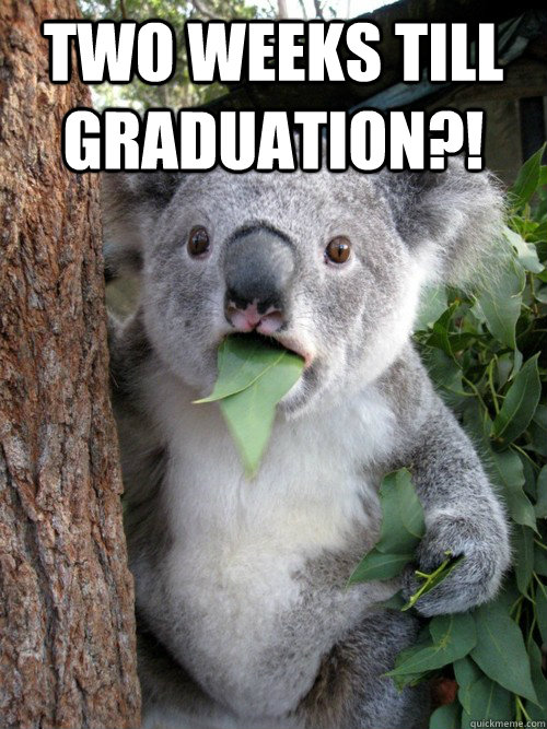 Two weeks till graduation?!  - Two weeks till graduation?!   koala bear