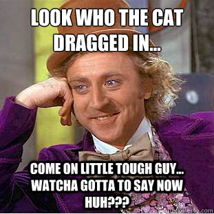 look who the cat dragged in...
 come on little tough guy... watcha gotta to say now huh??? - look who the cat dragged in...
 come on little tough guy... watcha gotta to say now huh???  Condescending Wonka