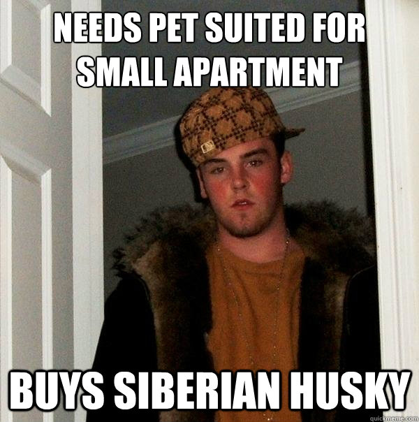 needs pet suited for small apartment buys siberian husky  Scumbag Steve