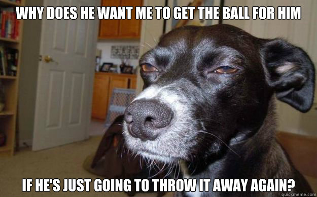 Why does he want me to get the ball for him if he's just going to throw it away again?  Skeptical Mutt