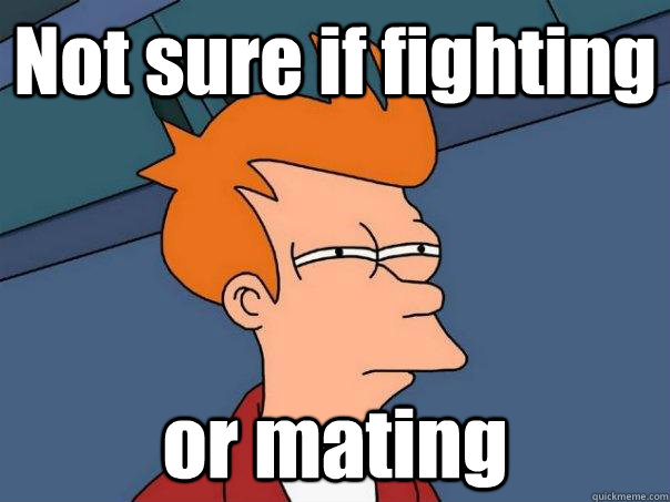 Not sure if fighting or mating  Futurama Fry