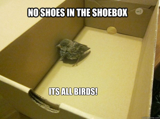 No Shoes in the shoebox Its All Birds!  - No Shoes in the shoebox Its All Birds!   All Birds