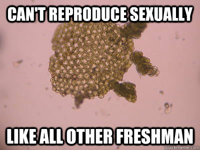 Can't reproduce sexually like all other freshman - Can't reproduce sexually like all other freshman  Freshman Yeast Cell