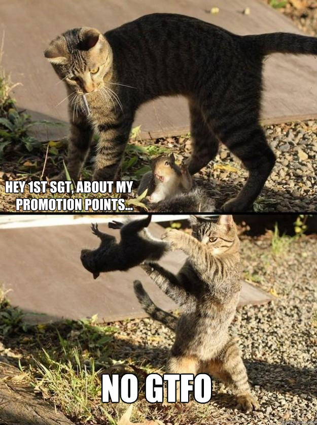 hey 1st sgt, about my promotion points... no gtfo  Annoying Squirrel