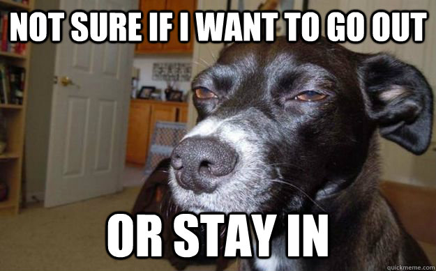 Not sure if i want to go out or stay in  Skeptical Mutt