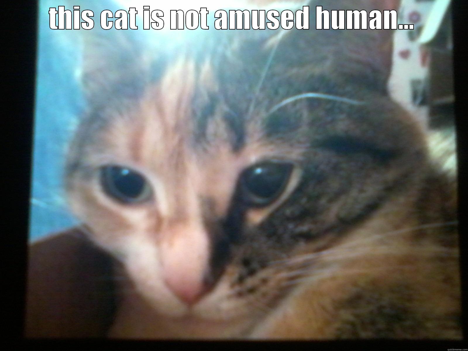 THIS CAT IS NOT AMUSED HUMAN...  Misc