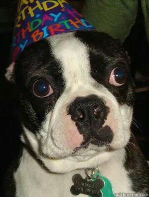 Birthday Boston Terrier -   Misc