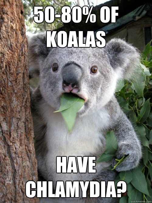 50-80% of Koalas Have Chlamydia?  