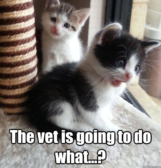  The vet is going to do what...? -  The vet is going to do what...?  shocked kitten