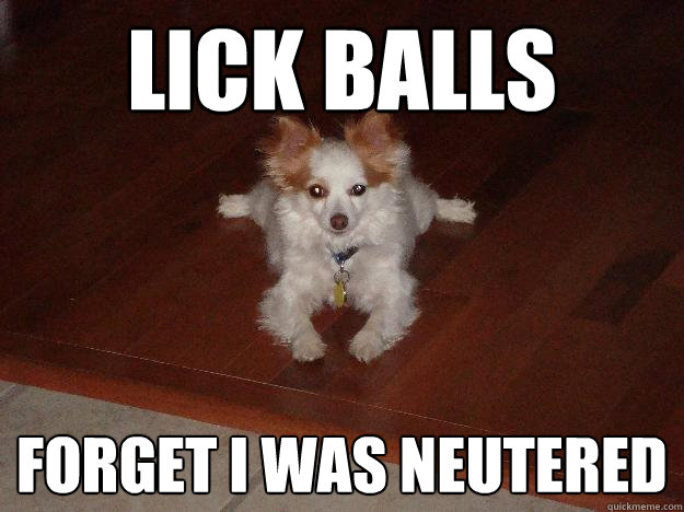 Lick balls forget i was neutered  