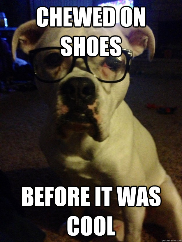 Chewed on shoes Before it was cool  Hipster Dog