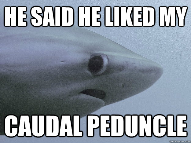 he said he liked my caudal peduncle  Shy Shark