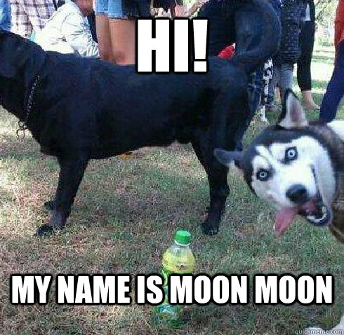 Hi! My name is Moon Moon - Hi! My name is Moon Moon  Overtly Sexual Husky