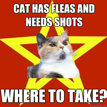 Cat has fleas and needs shots Where to take?  Lenin Cat