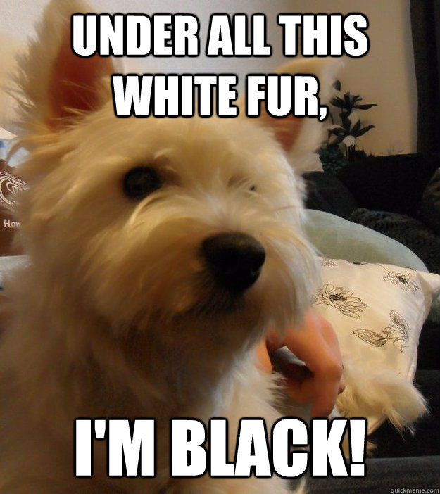 under all this white fur, I'm black!  Mistreated westie