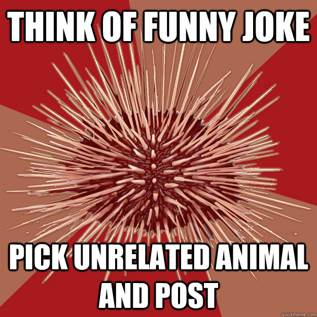 Think of funny joke pick unrelated animal and post - Think of funny joke pick unrelated animal and post  Unrelated urchin