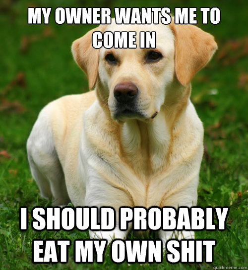 My owner wants me to come in I should probably eat my own shit  Dog Logic