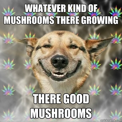 Whatever kind of mushrooms there growing There good mushrooms  Stoner Dog