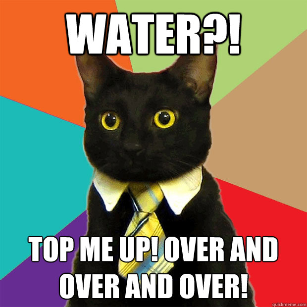 water?! top me up! over and over and over!  Business Cat