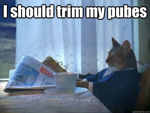 I should trim my pubes  - I should trim my pubes   morning realization newspaper cat meme