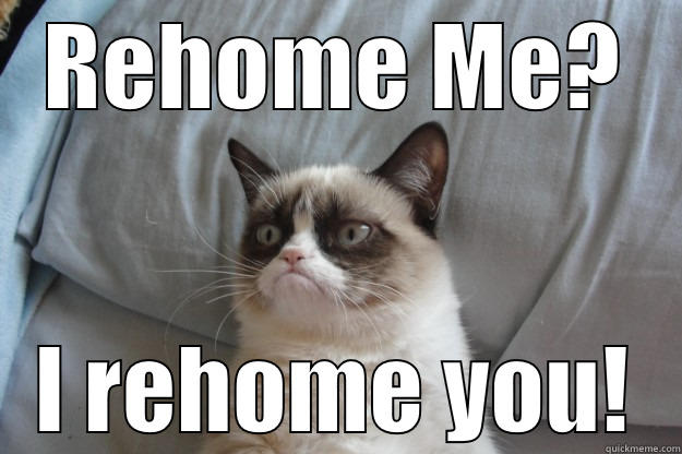 REHOME ME? I REHOME YOU! Grumpy Cat