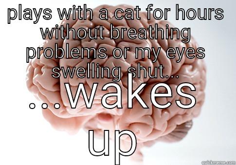 PLAYS WITH A CAT FOR HOURS WITHOUT BREATHING PROBLEMS OR MY EYES SWELLING SHUT... ...WAKES UP Scumbag Brain