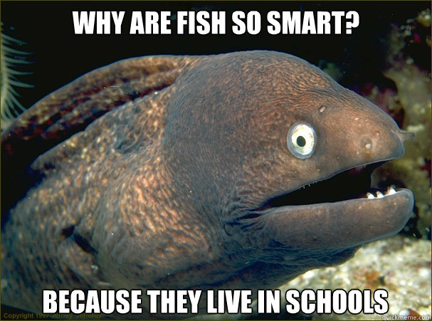 why are fish so smart? because they live in schools - why are fish so smart? because they live in schools  Bad Joke Eel