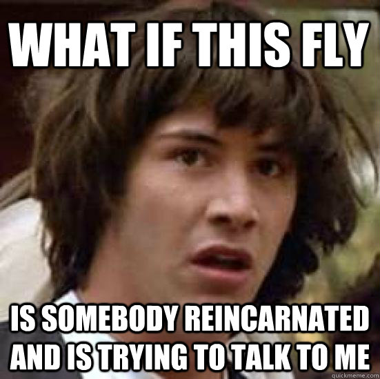 what if this fly  is somebody reincarnated and is trying to talk to me  conspiracy keanu