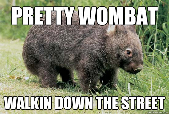 pretty wombat walkin down the street  