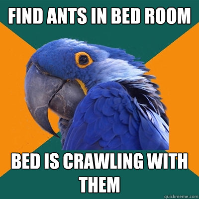 Find ants in bed room bed is crawling with them  Paranoid Parrot