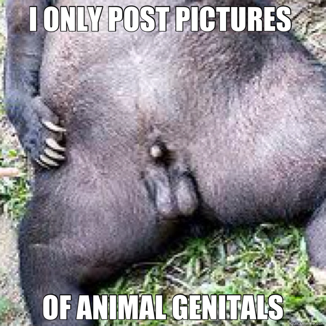 I ONLY POST PICTURES  OF ANIMAL GENITALS - I ONLY POST PICTURES  OF ANIMAL GENITALS  bear