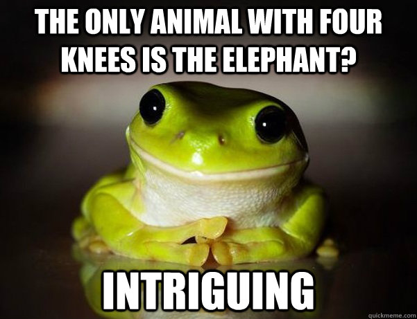 The only animal with four knees is the elephant? Intriguing  Fascinated Frog