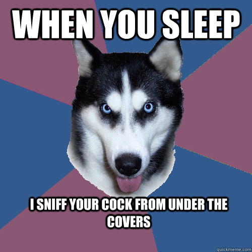 when you sleep i sniff your cock from under the covers  Creeper Canine