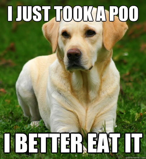 i just took a poo i better eat it  Dog Logic