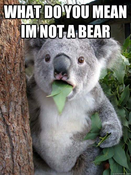 what do you mean im not a bear   Surprised Koala