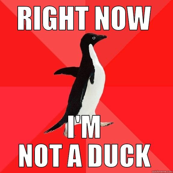 RIGHT NOW I'M NOT A DUCK Socially Awesome Penguin