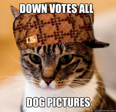 Down votes all Dog Pictures - Down votes all Dog Pictures  Scumbag Cat